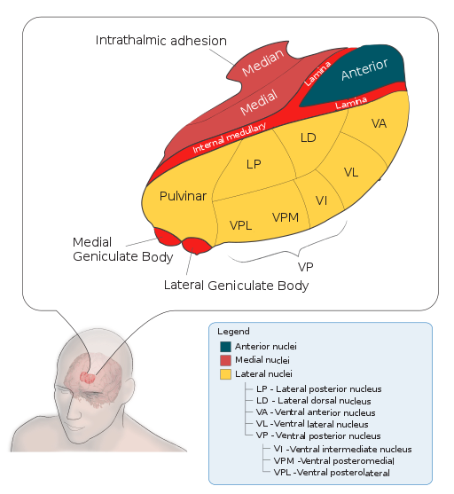 Thalamus-schematic