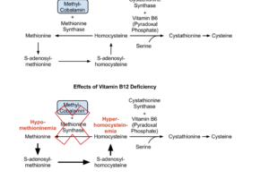 Vitamin B12 and methionine synthesis
