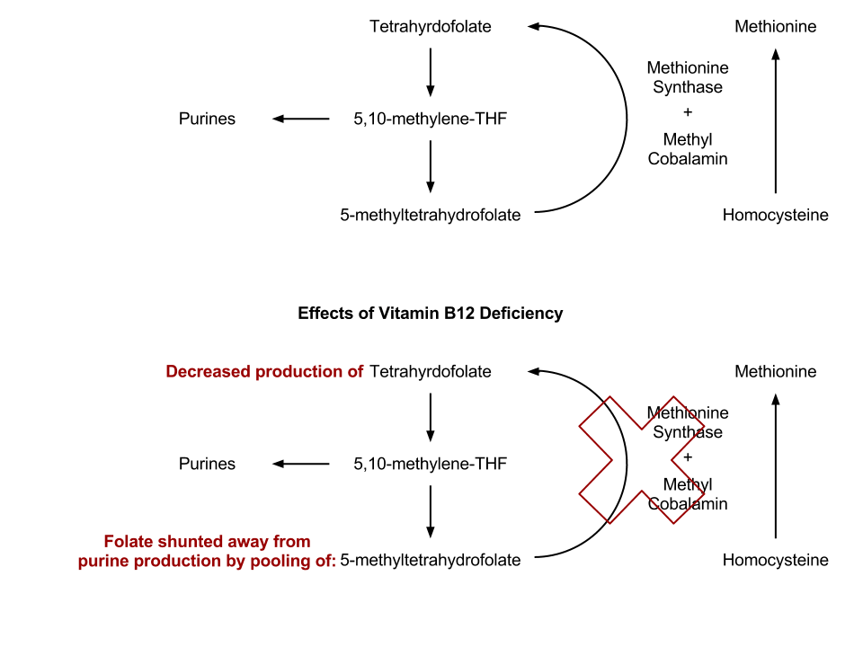B12 and purine synthesis