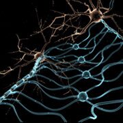Neuro-ophthalmology and neuro-otology