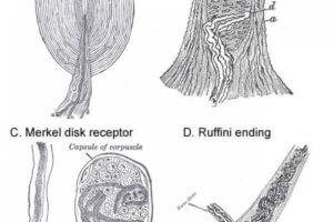 The four basic types of touch receptors in glaborous skin.