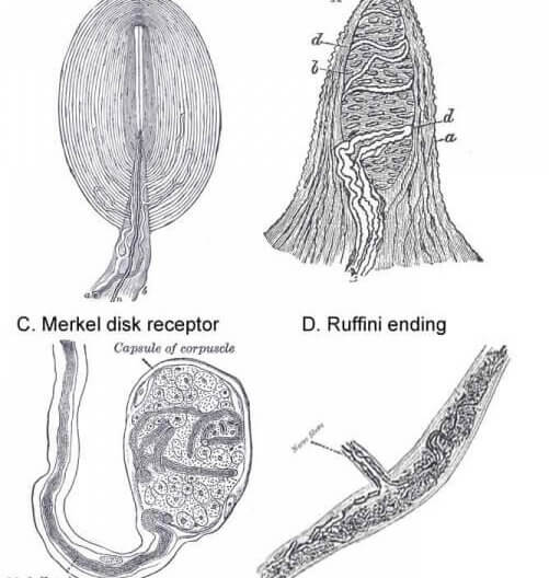 The four basic types of touch receptors in glaborous skin.