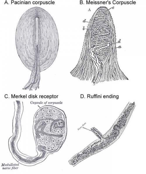 The four basic types of touch receptors in glaborous skin.