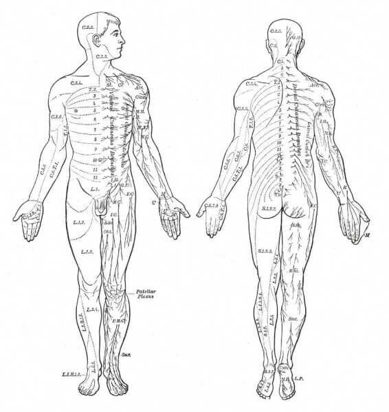 Dermatomes, ventral and dorsal views. From Anatomy of the Human Body, Henry Gray.