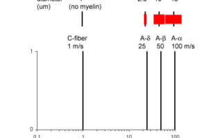 Conduction velocity varies by fiber type. Unmyelinated, and therefore smallest, C-fibers have the slowest conduction velocity. Progressively more myelinated fibers have higher conduction velocities.