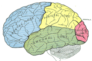 Cerebral lobes as diagrammed in Henry Gray's Anatomy of the Human Body. 1918. The illustrations from Gray's Anatomy are in the public domain.
