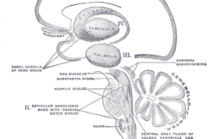 Schematic of the organization of the central nervous system, from a sagital view. Henry Gray, Anatomy of the Human Body.