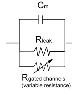 The equivalent circuit of a neuronal cell membrane.