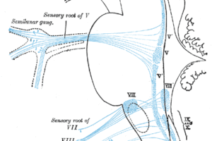Primary terminal nuclei of the afferent (sensory) cranial nerves schematically represented; lateral view. The olfactory and optic centers are not represented. From: Anatomy of the Human Body, Henry Gray.