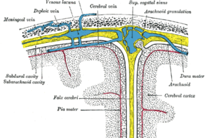 Depiction of the meninges/membranes of the brain