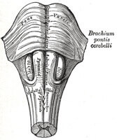 Medulla oblongata and pons. Anterior surface.
