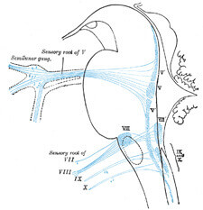 Primary terminal nuclei of the afferent (sensory) cranial nerves schematically represented; lateral view